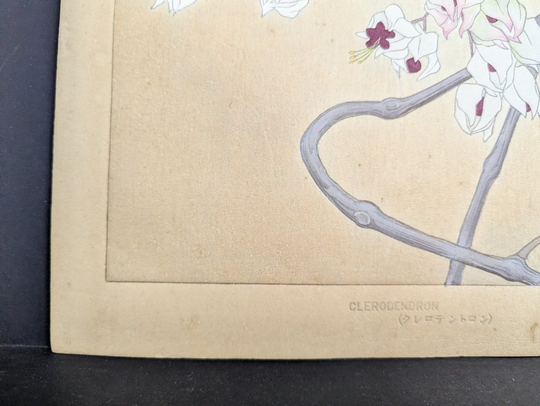 Rakuzan Tsuchiya Japanese Woodblock Print - Clerodendron Floral Illustration - 9
