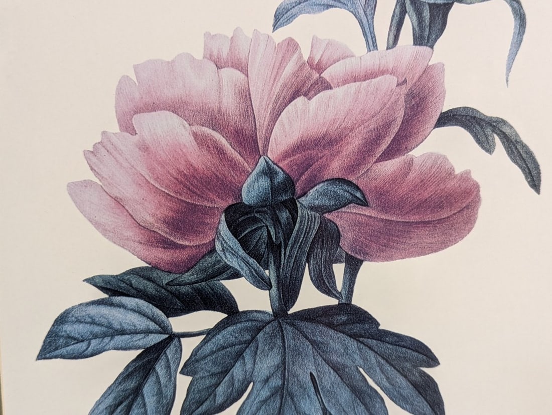 Stunning Set of P.J. Redoute Botanical Prints for Home Decor - 8