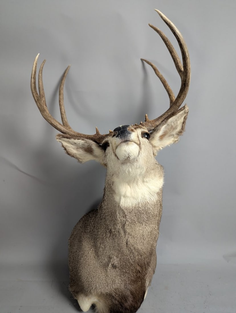 Taxidermy Mule Deer Buck Shoulder Mount 4x4 Wall Decor Excellent Quality (1 of 5)
