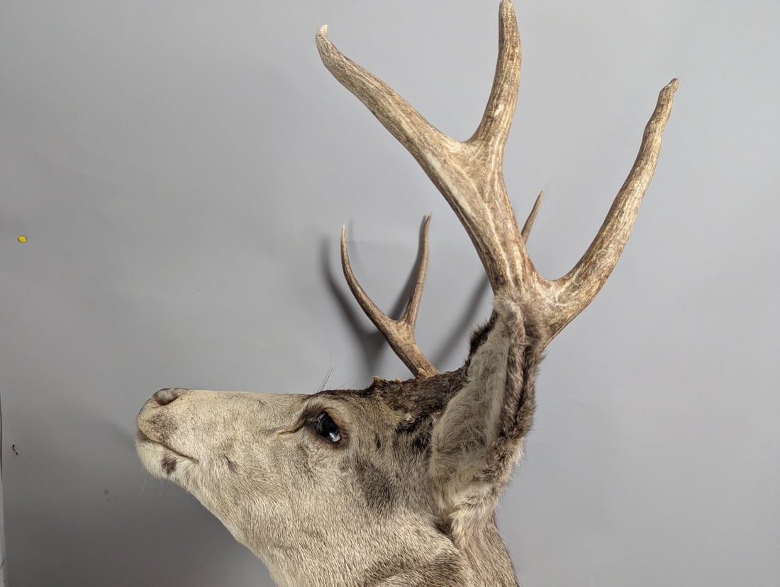 Taxidermy Mule Deer Buck Shoulder Mount 4x4 Wall Decor Excellent Quality - 2
