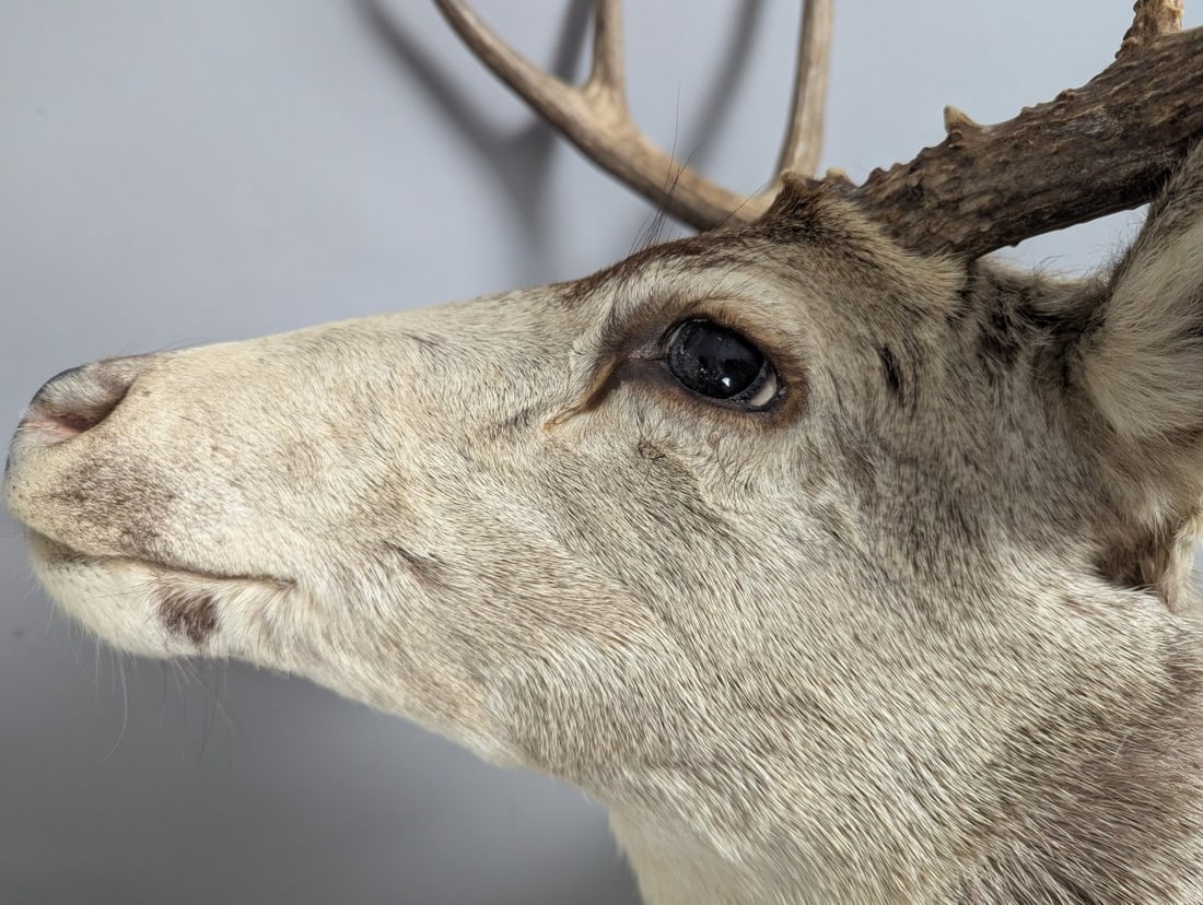 Taxidermy Mule Deer Buck Shoulder Mount 4x4 Wall Decor Excellent Quality - 3