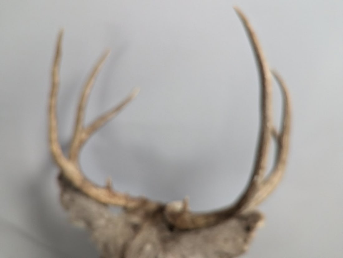 Taxidermy Mule Deer Buck Shoulder Mount 4x4 Wall Decor Excellent Quality - 4