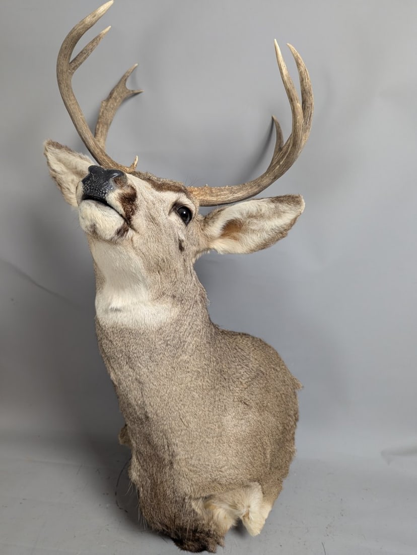 Mule Deer Taxidermy Shoulder Mount 4x4 Decor Authentic Wildlife Collector Piece (1 of 7)