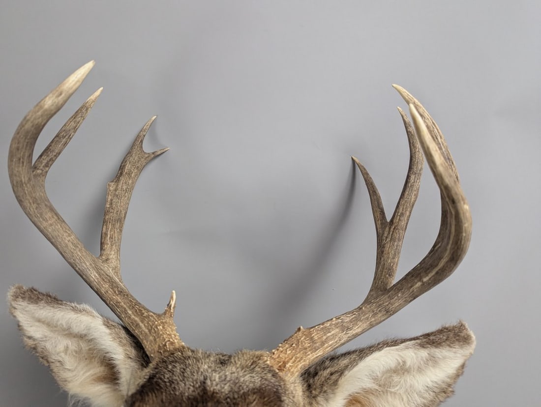 Mule Deer Taxidermy Shoulder Mount 4x4 Decor Authentic Wildlife Collector Piece - 2