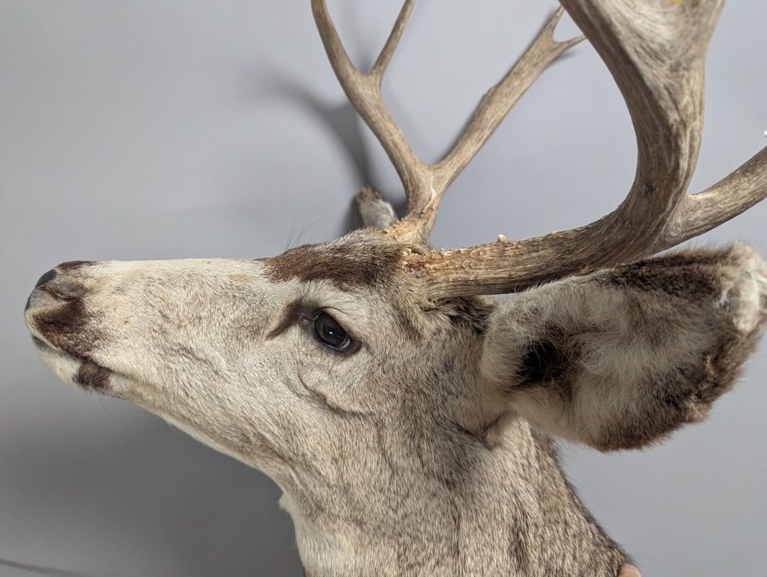 Mule Deer Taxidermy Shoulder Mount 4x4 Decor Authentic Wildlife Collector Piece - 3