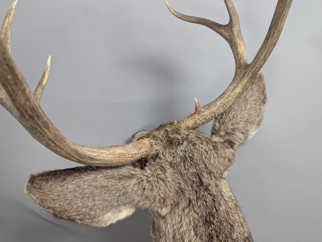 Mule Deer Taxidermy Shoulder Mount 4x4 Decor Authentic Wildlife Collector Piece - 4