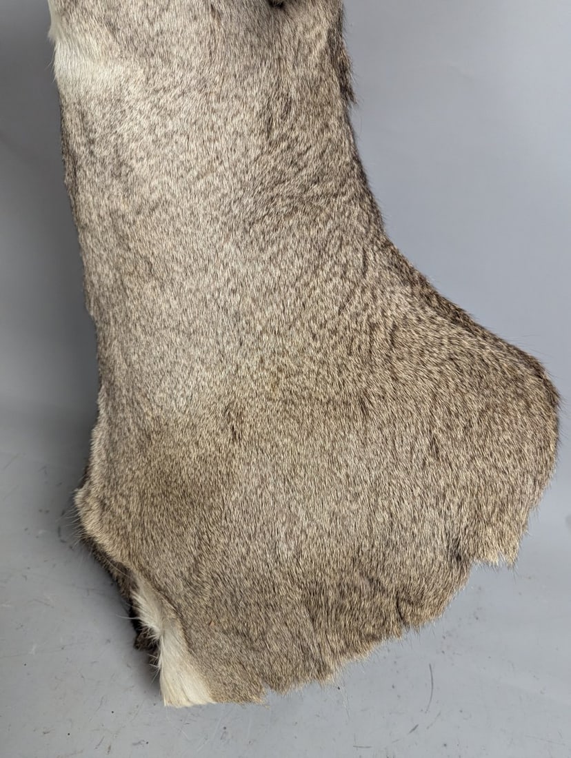 Mule Deer Taxidermy Shoulder Mount 4x4 Decor Authentic Wildlife Collector Piece - 5
