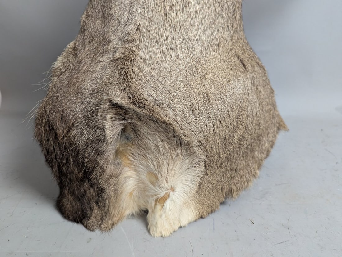 Mule Deer Taxidermy Shoulder Mount 4x4 Decor Authentic Wildlife Collector Piece - 7
