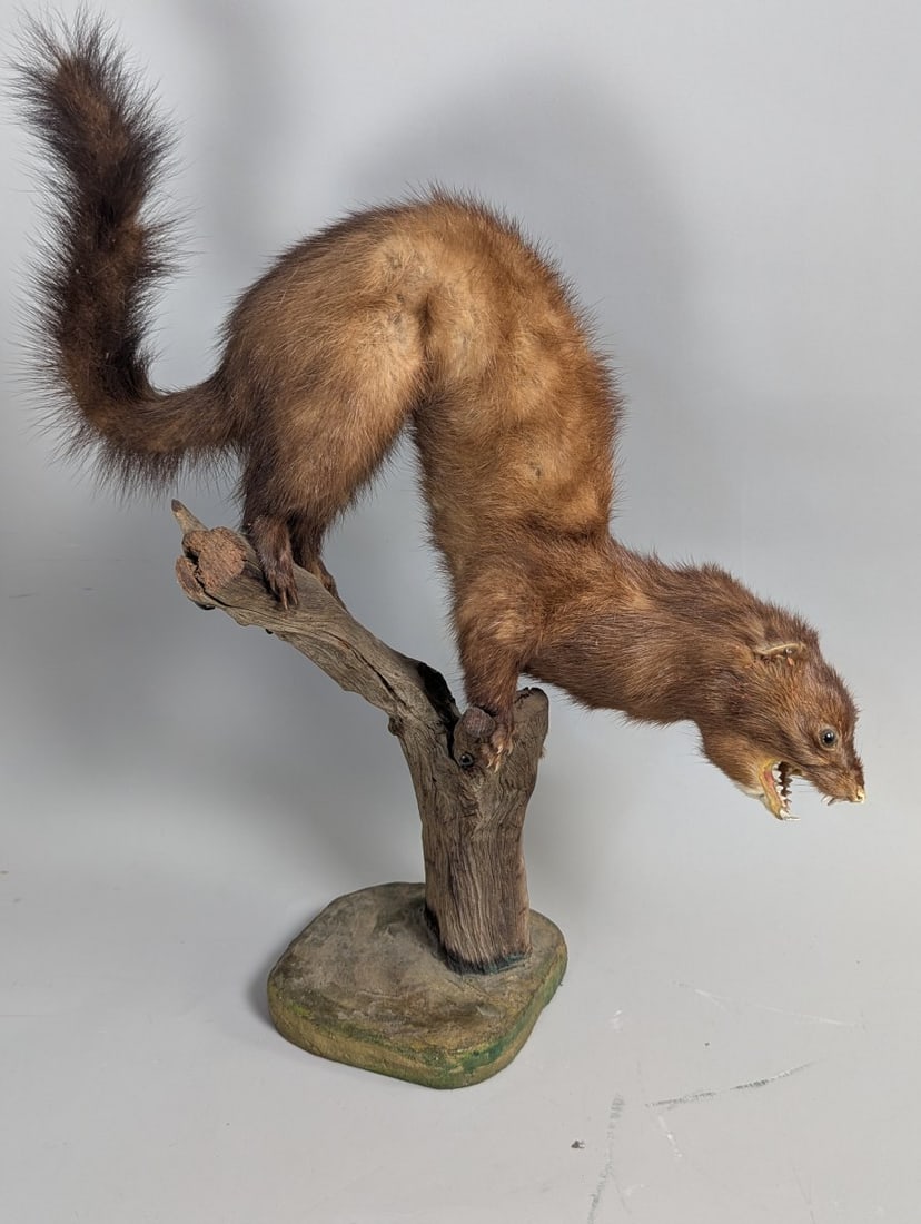Vintage Mink Taxidermy Mount by Joe Marcinov Folk Art Unique Home Decor (1 of 7)