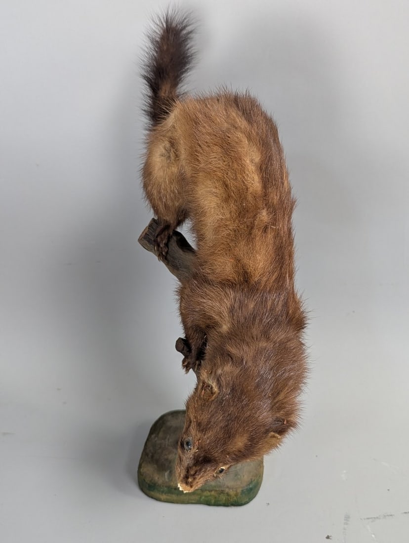 Vintage Mink Taxidermy Mount by Joe Marcinov Folk Art Unique Home Decor - 2