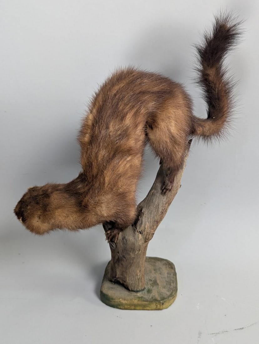 Vintage Mink Taxidermy Mount by Joe Marcinov Folk Art Unique Home Decor - 3