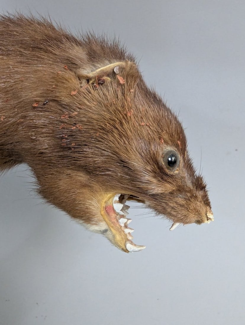 Vintage Mink Taxidermy Mount by Joe Marcinov Folk Art Unique Home Decor - 5
