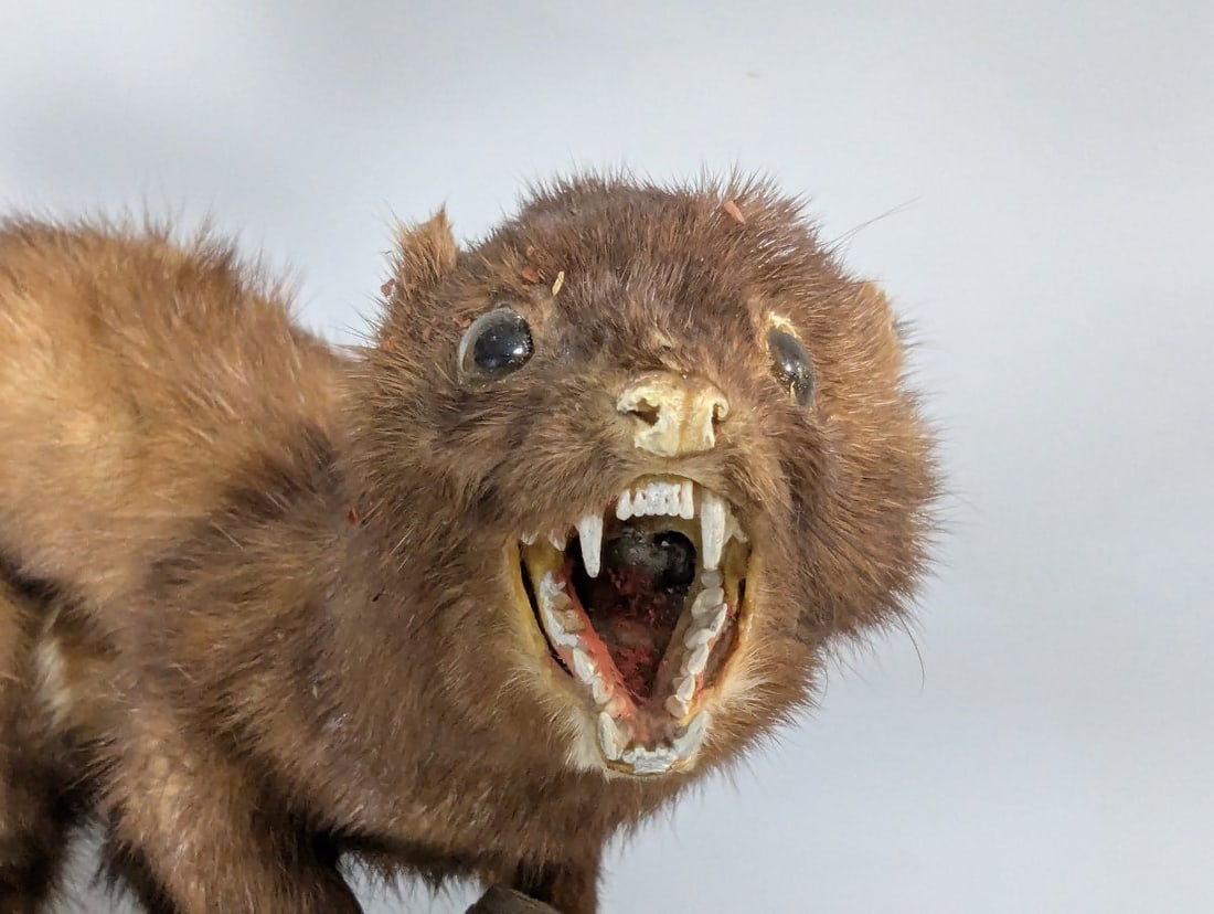 Vintage Mink Taxidermy Mount by Joe Marcinov Folk Art Unique Home Decor - 6