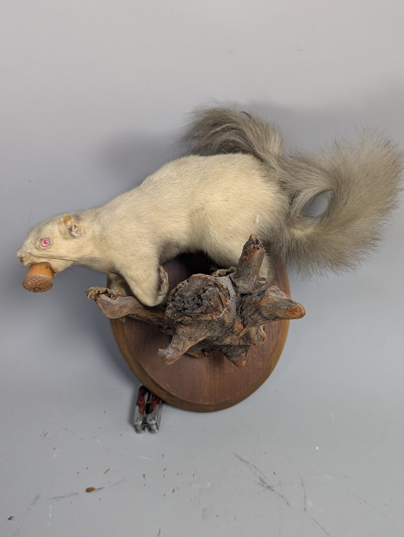 Vintage Taxidermy Albino Squirrel Wall Mount Unique Collectible Nature Artwork (1 of 7)