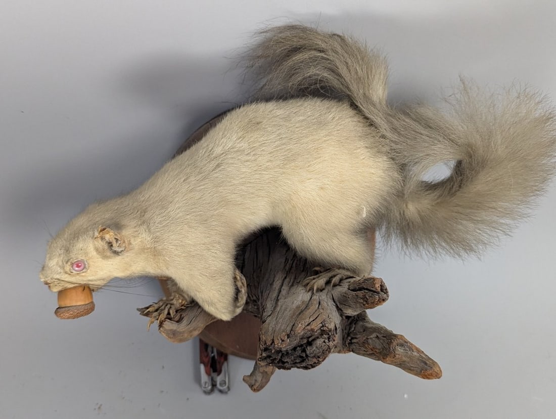 Vintage Taxidermy Albino Squirrel Wall Mount Unique Collectible Nature Artwork - 2