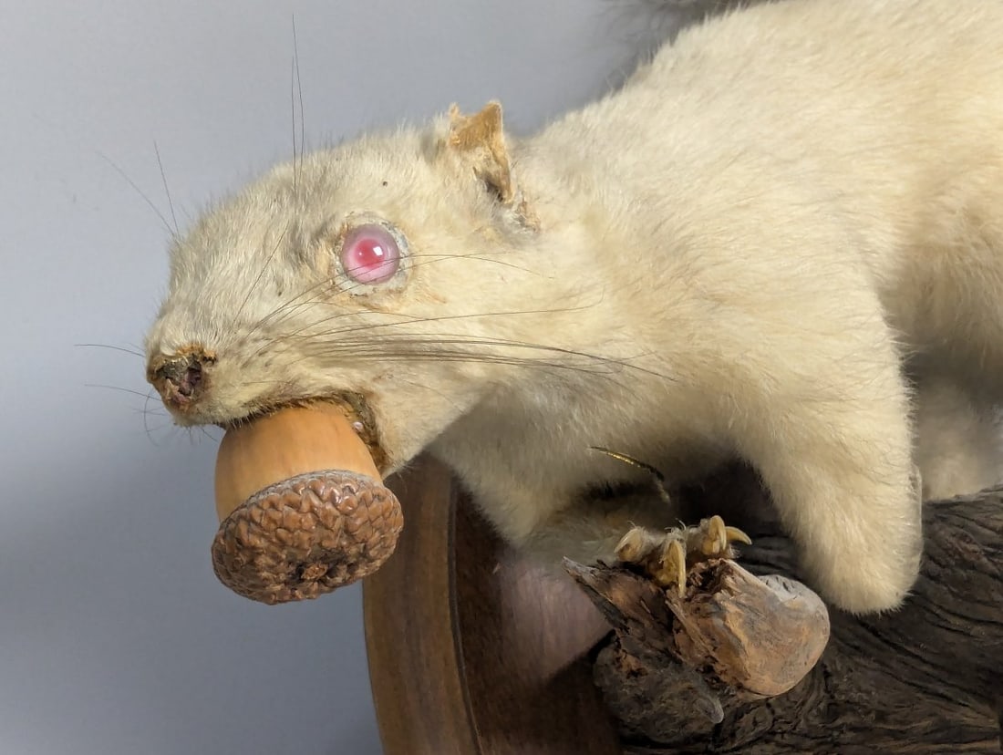 Vintage Taxidermy Albino Squirrel Wall Mount Unique Collectible Nature Artwork - 3
