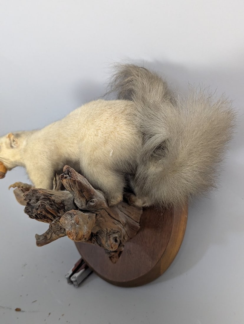Vintage Taxidermy Albino Squirrel Wall Mount Unique Collectible Nature Artwork - 4