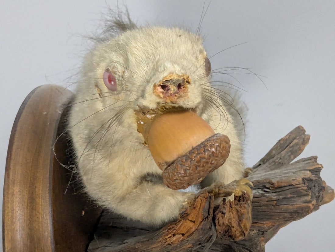 Vintage Taxidermy Albino Squirrel Wall Mount Unique Collectible Nature Artwork - 5