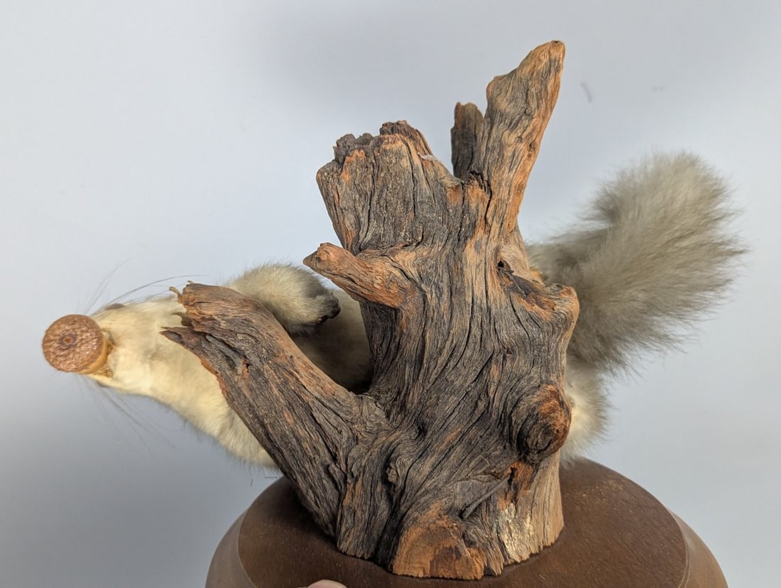 Vintage Taxidermy Albino Squirrel Wall Mount Unique Collectible Nature Artwork - 6