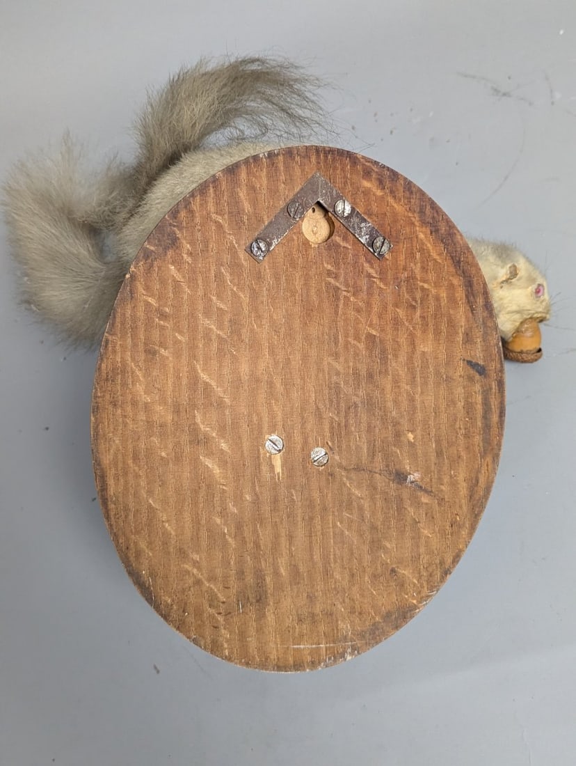 Vintage Taxidermy Albino Squirrel Wall Mount Unique Collectible Nature Artwork - 7