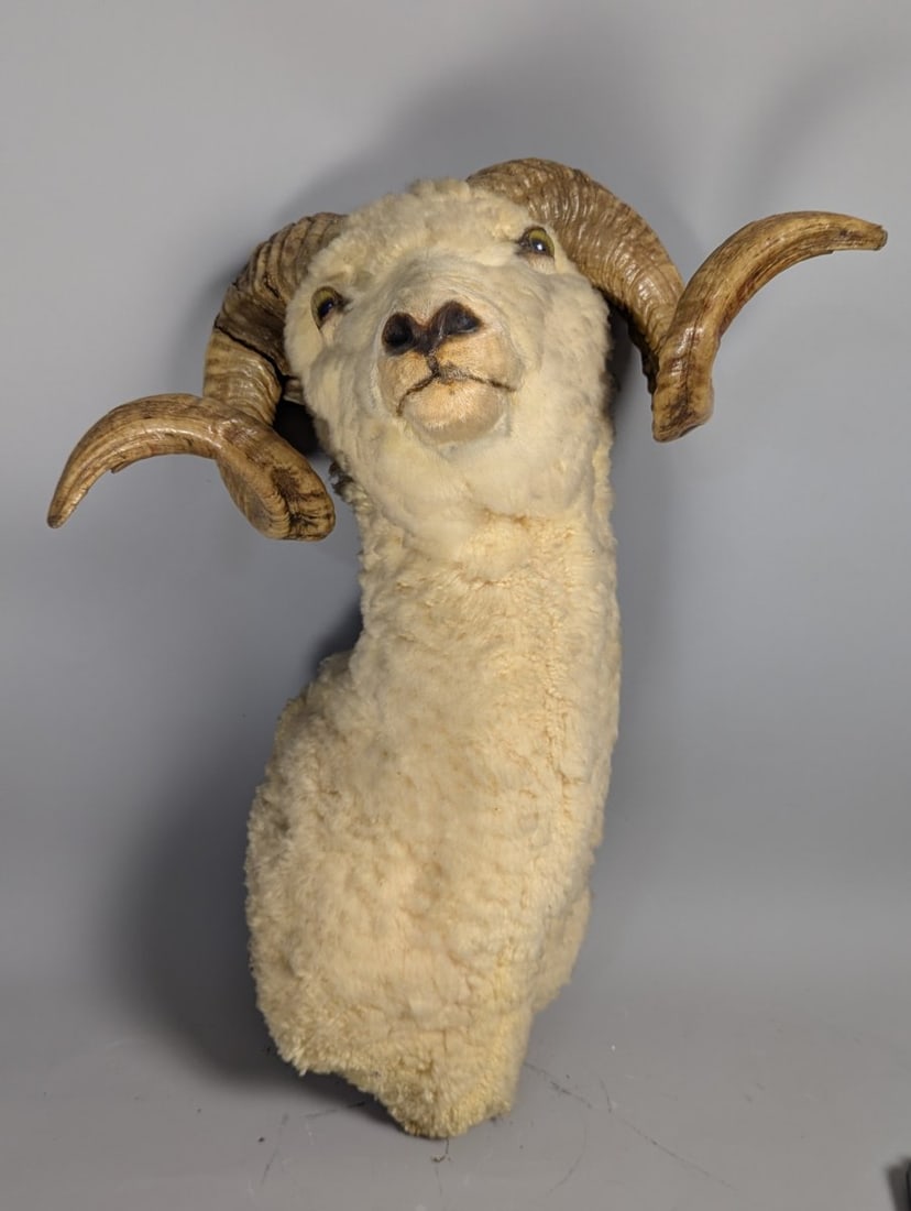 Stunning Taxidermy Ram Shoulder Mount Vintage Home Decor Wall Art (1 of 7)