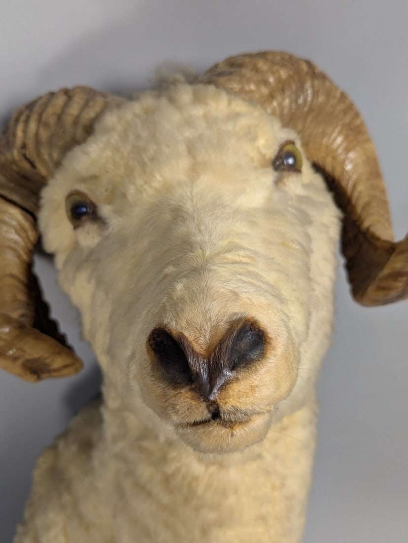 Stunning Taxidermy Ram Shoulder Mount Vintage Home Decor Wall Art - 2