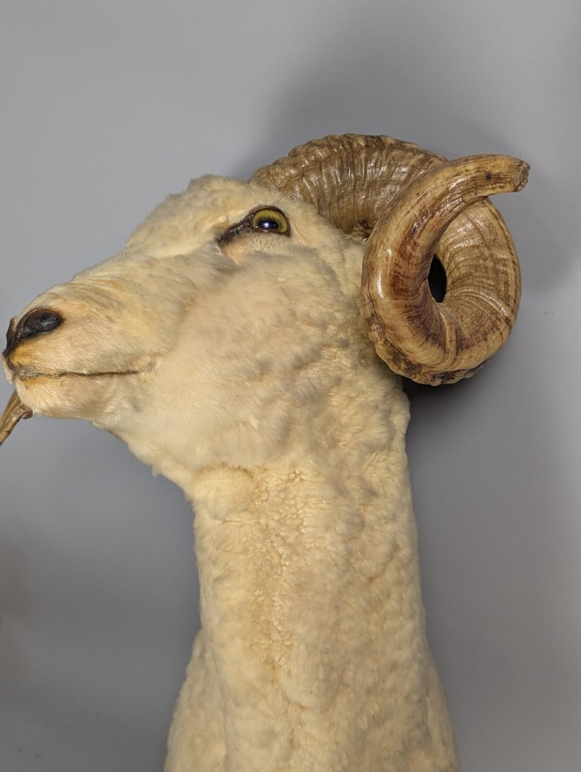 Stunning Taxidermy Ram Shoulder Mount Vintage Home Decor Wall Art - 3