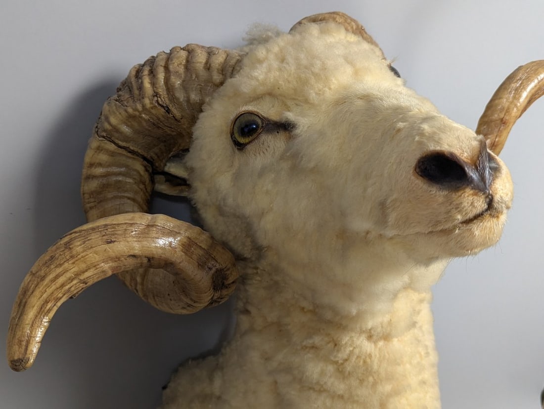 Stunning Taxidermy Ram Shoulder Mount Vintage Home Decor Wall Art - 4