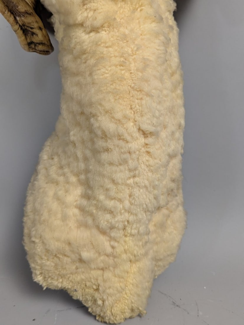 Stunning Taxidermy Ram Shoulder Mount Vintage Home Decor Wall Art - 5