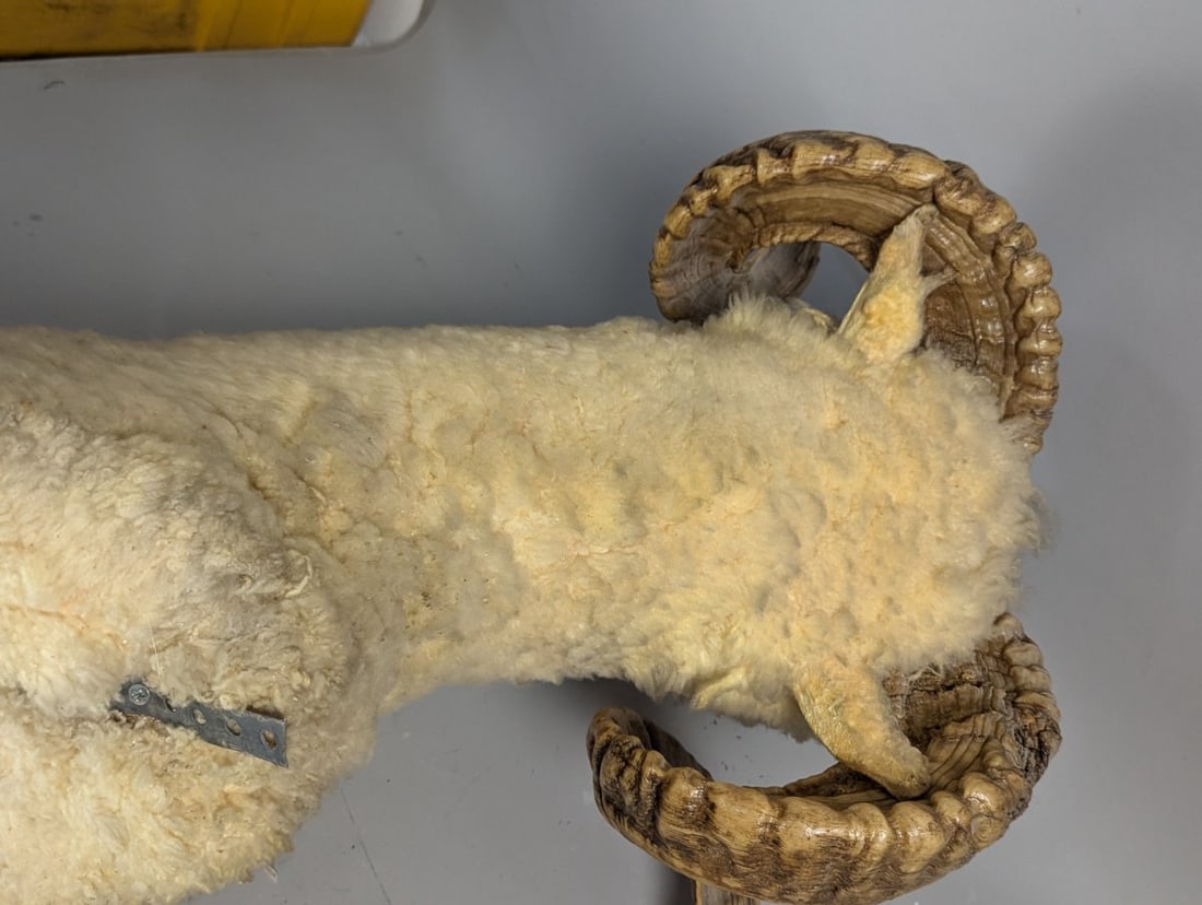 Stunning Taxidermy Ram Shoulder Mount Vintage Home Decor Wall Art - 6