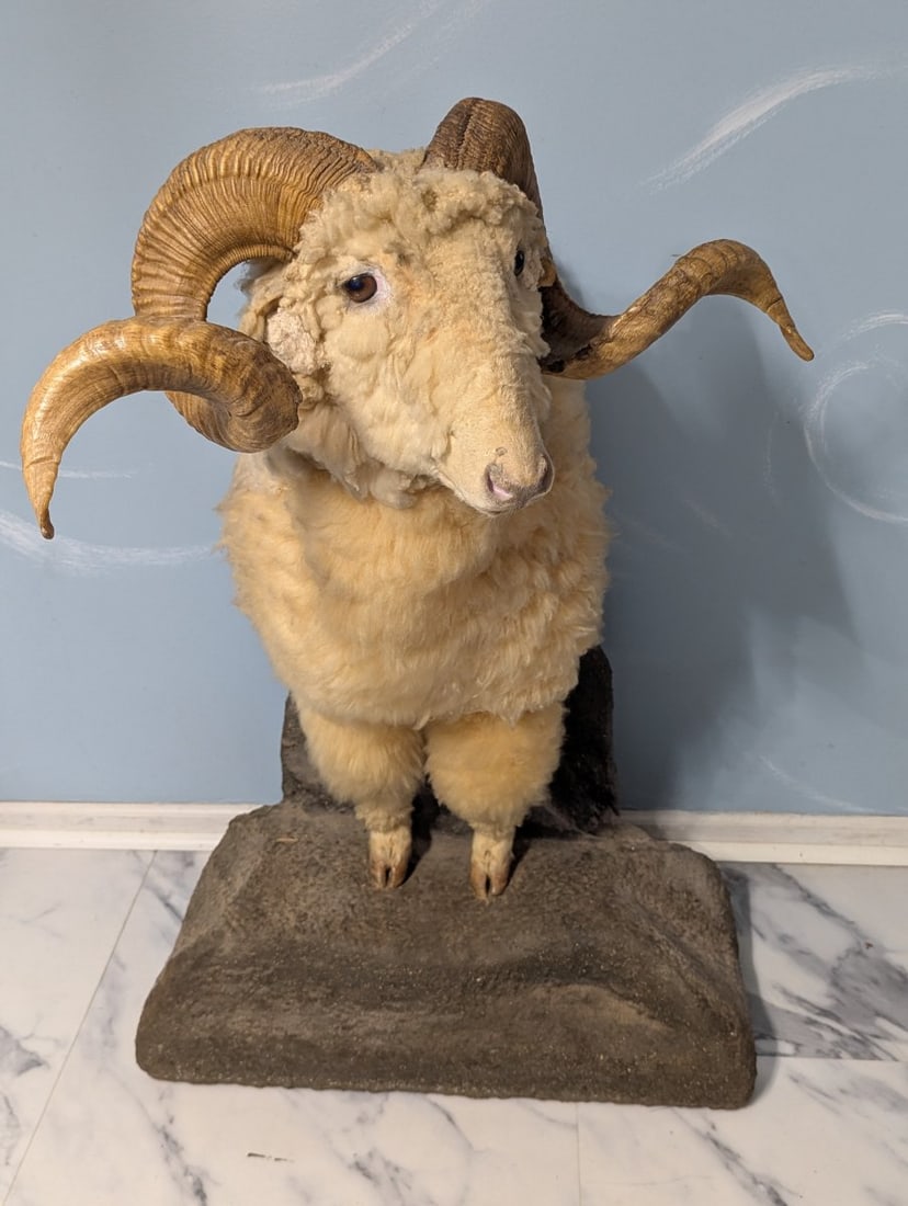 Full Body Corsican Ram Taxidermy Mount Display Piece for Collectors and Enthusiasts (1 of 8)