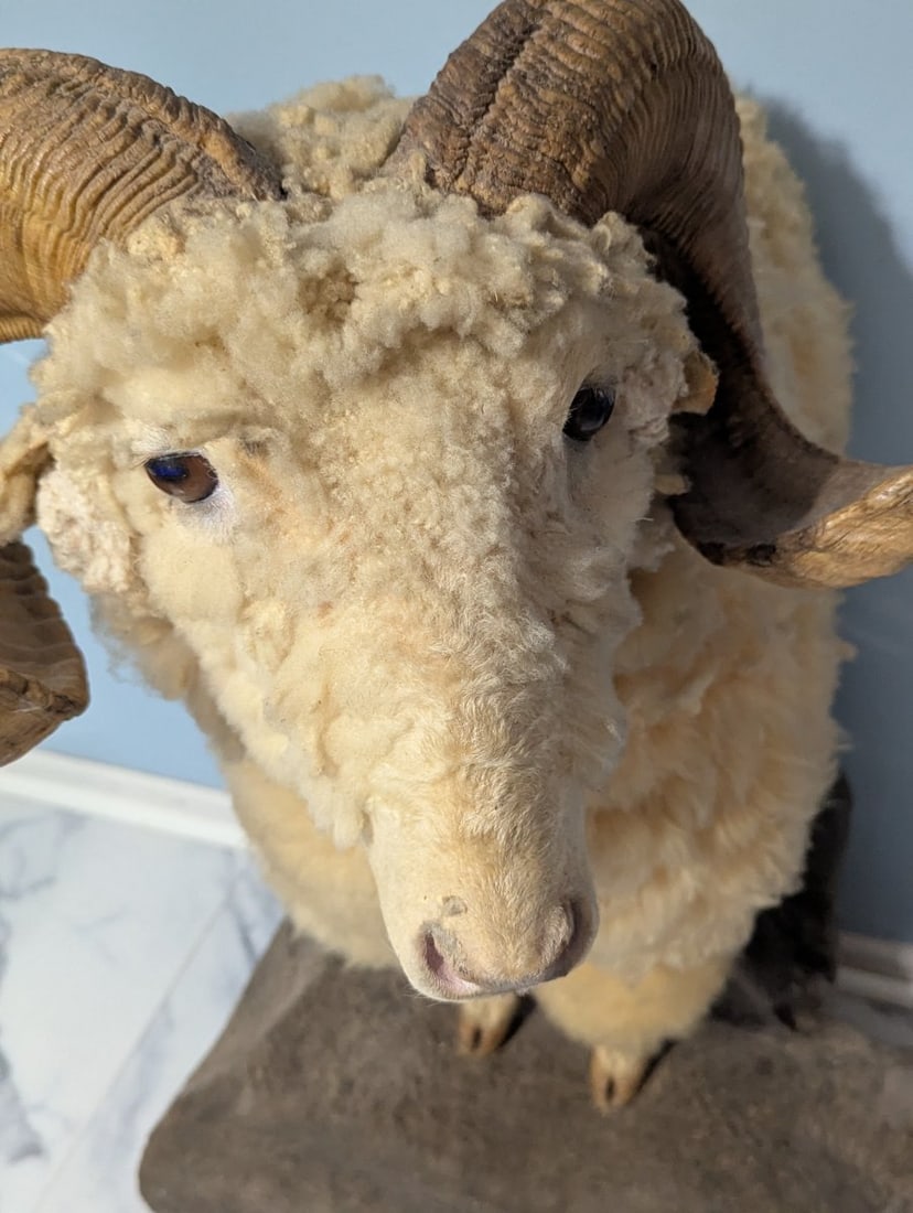 Full Body Corsican Ram Taxidermy Mount Display Piece for Collectors and Enthusiasts - 2