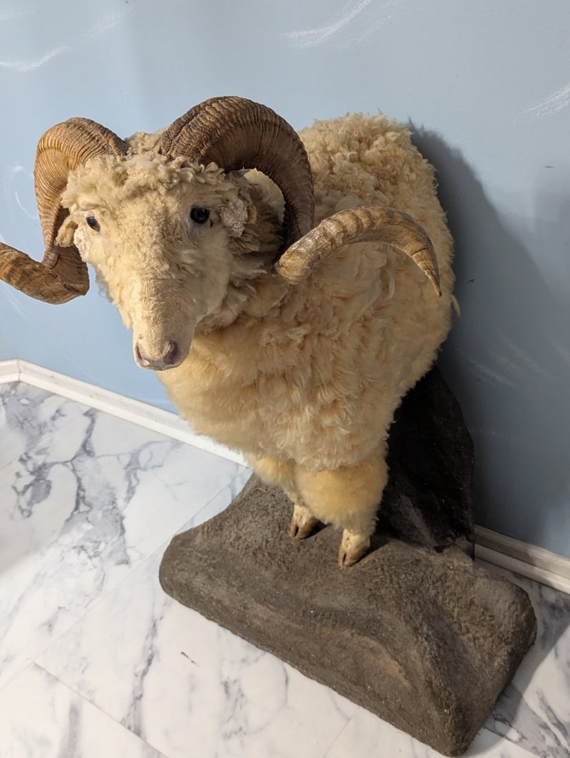 Full Body Corsican Ram Taxidermy Mount Display Piece for Collectors and Enthusiasts - 3