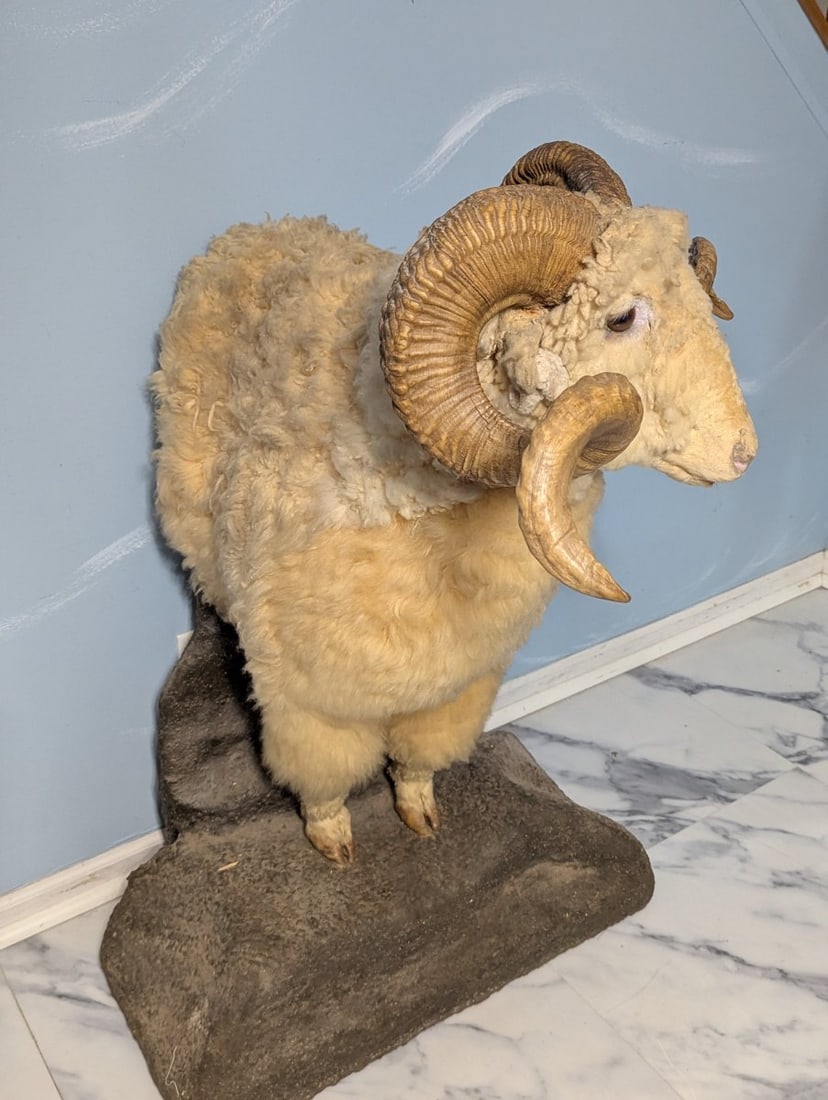 Full Body Corsican Ram Taxidermy Mount Display Piece for Collectors and Enthusiasts - 4