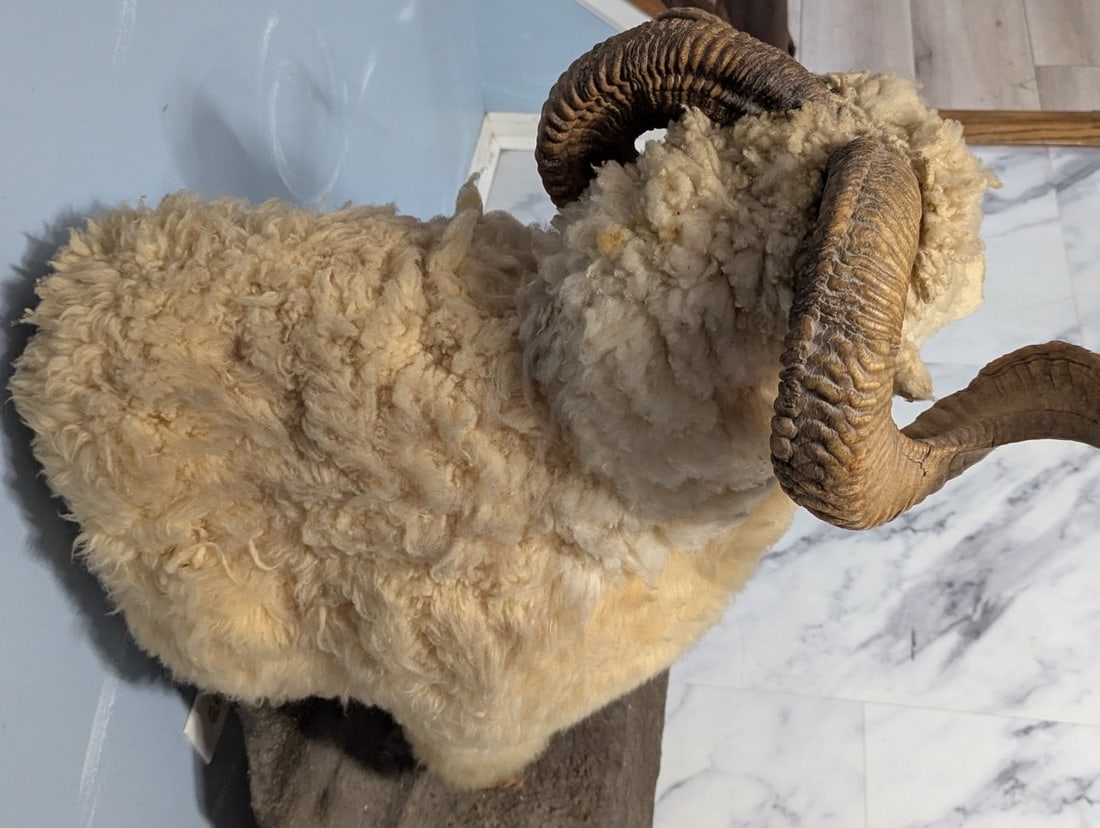 Full Body Corsican Ram Taxidermy Mount Display Piece for Collectors and Enthusiasts - 5