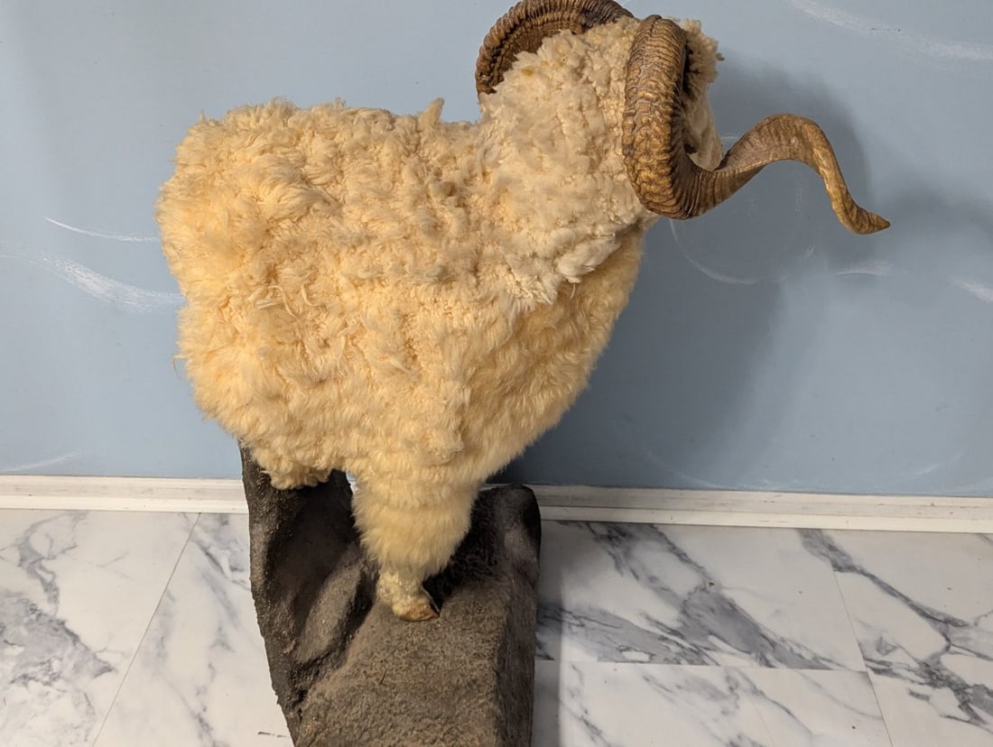 Full Body Corsican Ram Taxidermy Mount Display Piece for Collectors and Enthusiasts - 6