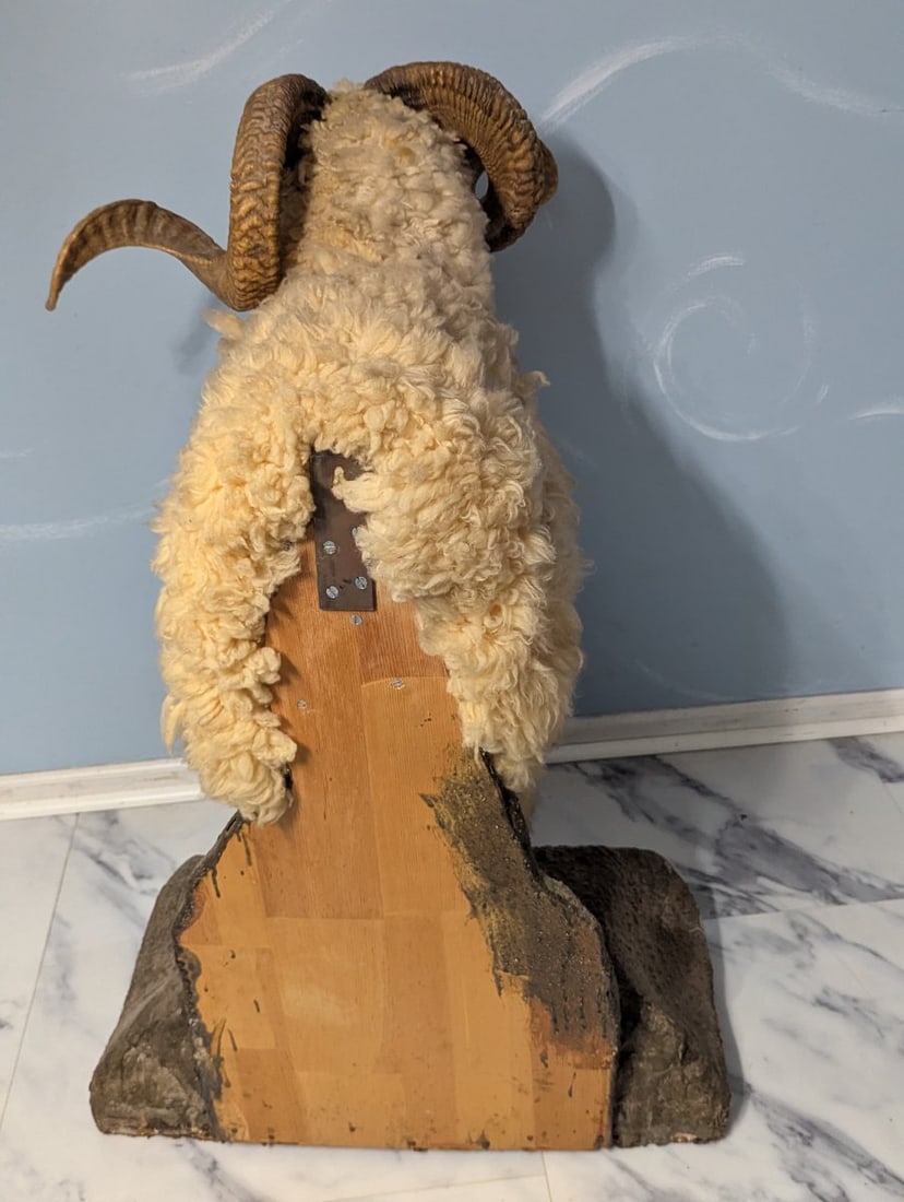 Full Body Corsican Ram Taxidermy Mount Display Piece for Collectors and Enthusiasts - 7