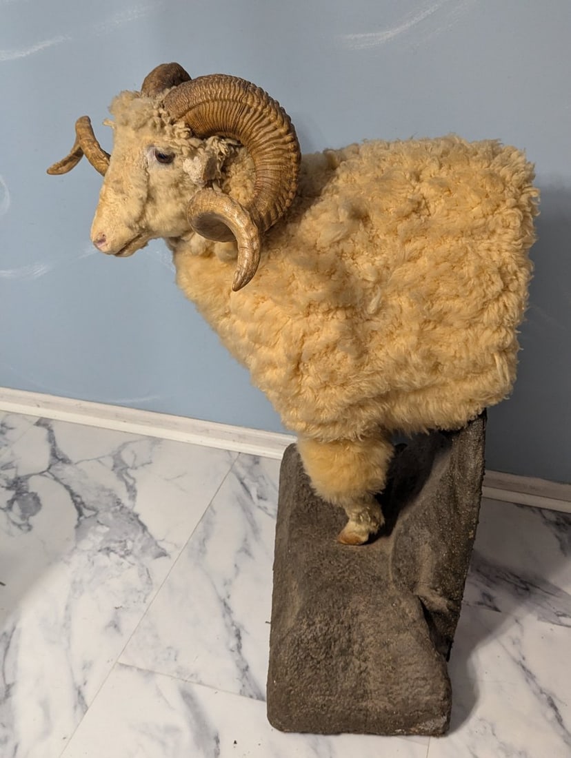 Full Body Corsican Ram Taxidermy Mount Display Piece for Collectors and Enthusiasts - 8