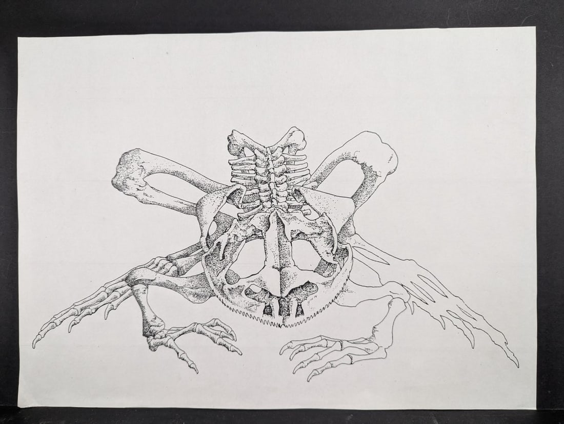 Hideo Takeda Dinosaur Bones Artist Proof Print Received From Artist Family: **Important** Please read below description on how to avoid high shipping costs. This unsigned artist proof print by esteemed Japanese artist Hideo Takeda depicts dinosaur bones and measures 20 1/2 x
