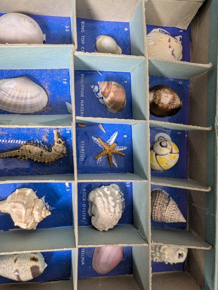 Vintage 1956 Harvey House Basic Kit of Shells Educational Science Kit for Collectors - 2