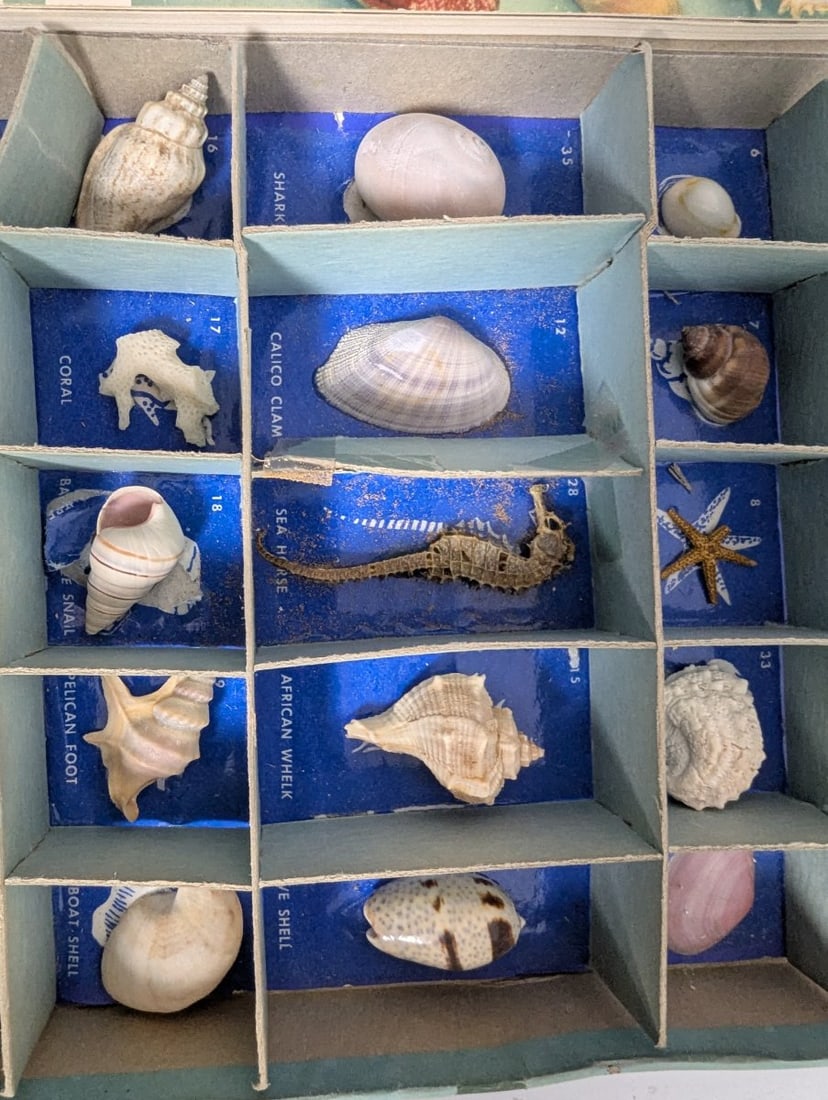 Vintage 1956 Harvey House Basic Kit of Shells Educational Science Kit for Collectors - 3