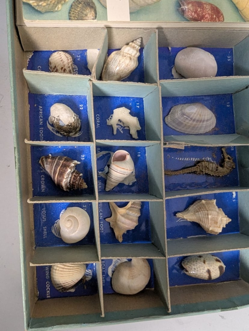 Vintage 1956 Harvey House Basic Kit of Shells Educational Science Kit for Collectors - 4