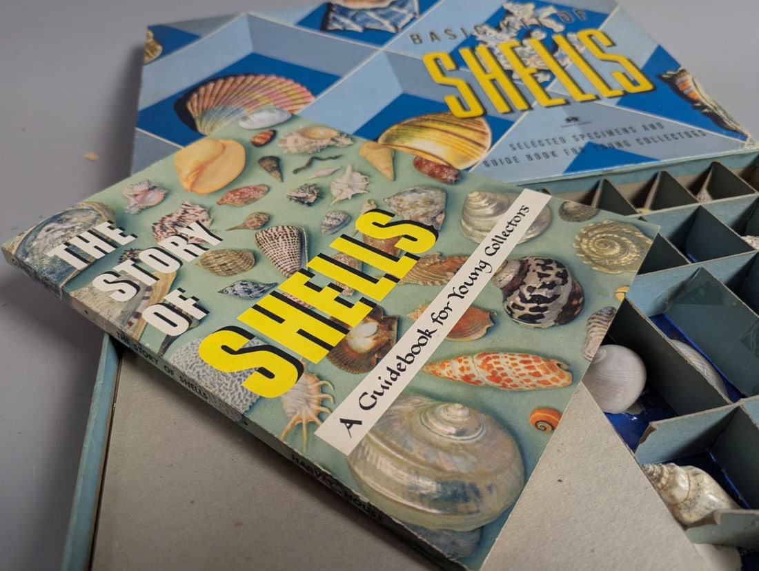 Vintage 1956 Harvey House Basic Kit of Shells Educational Science Kit for Collectors - 5