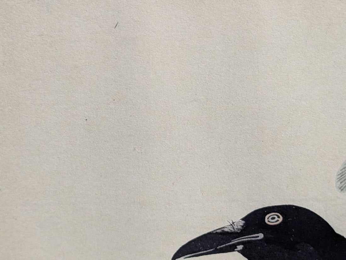 Japanese Woodblock Print by Nomura Bunkyo (Sekisen), Crow on a Flowering Branch - 3