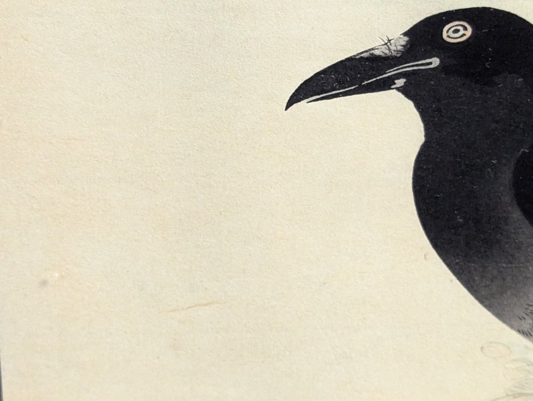 Japanese Woodblock Print by Nomura Bunkyo (Sekisen), Crow on a Flowering Branch - 5