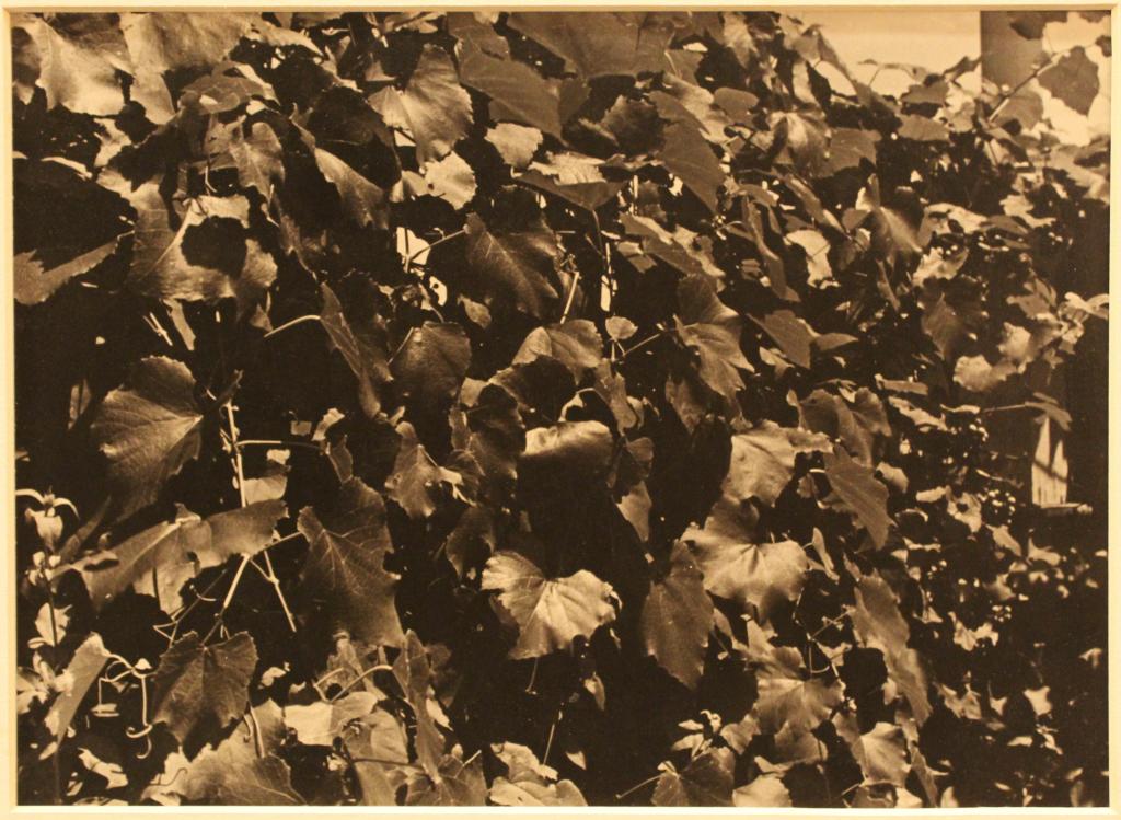 Lusha Nelson (1908-38) B&W Photograph: Black and white silver gelatin print by Lusha Nelson (1908-38). Photograph is signed on the reverse and titled Grape Vines at Alfred Stieglitz's Home. Print is in very good condition. Print dimension 