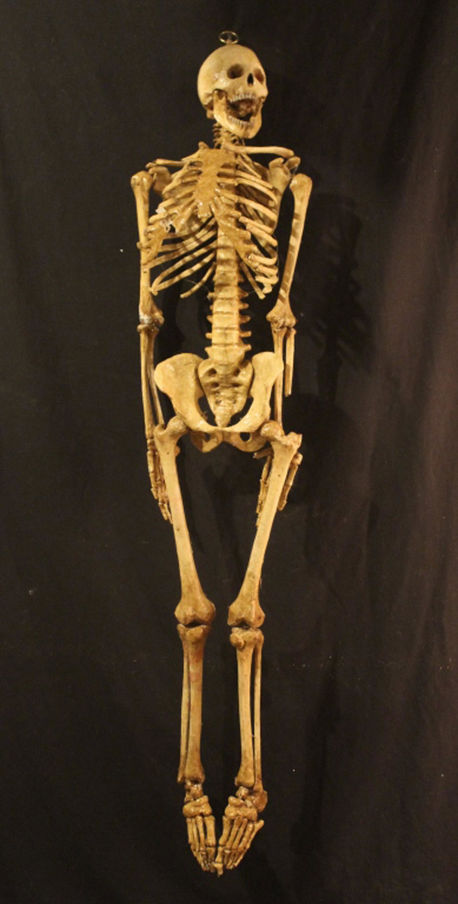 Odd Fellows Papier Mache Human Skeleton: Life-size, fully aritculated Late 19th Century Odd Fellows papier mache human skeleton with brass hanging hook. In good vintage condition with all pieces; easily repaired breaks at left scapula, left