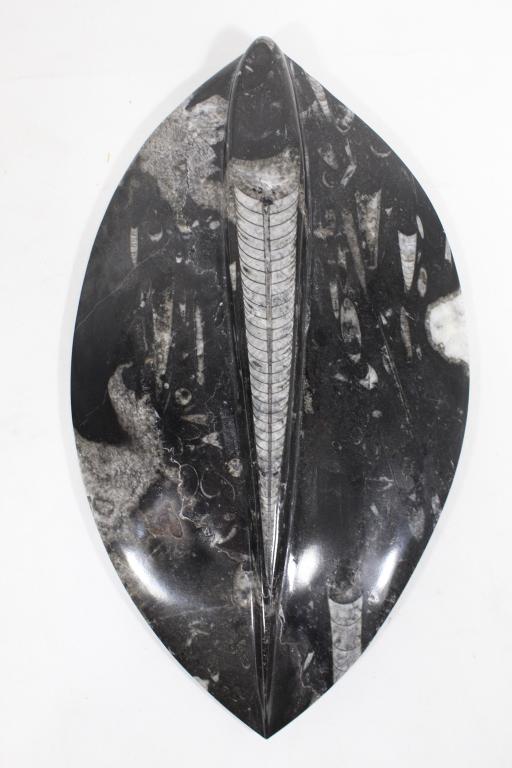 Polished Orthoceras Fossil: Black with areas of white quartz flakes. Excellent condition. 15.5" x 8.75".