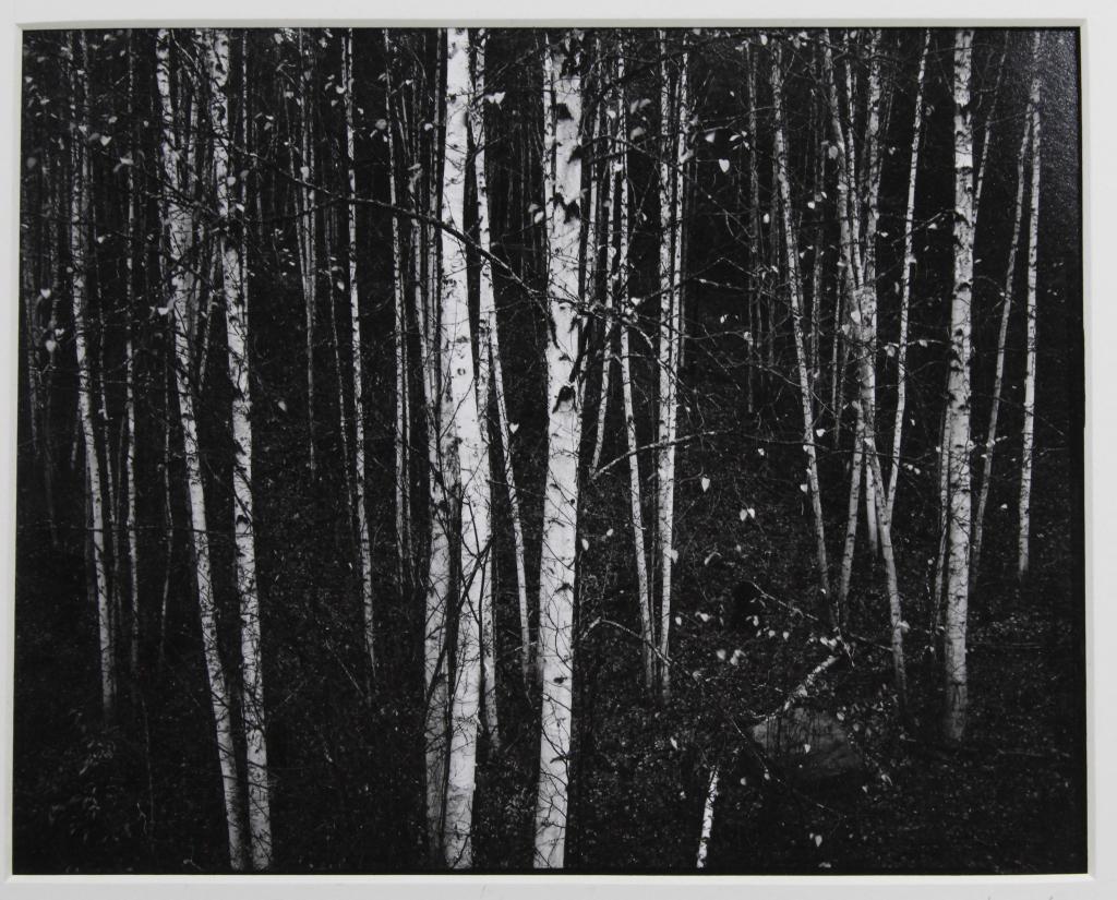 Michael Brady B/W Gelatin Print Trees Landscape (1 of 4)