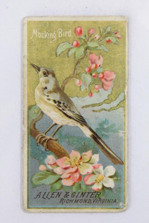 Antique Allen & Ginter Cigarette Cards Birds (1 of 5)